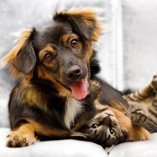 Pet Supplies