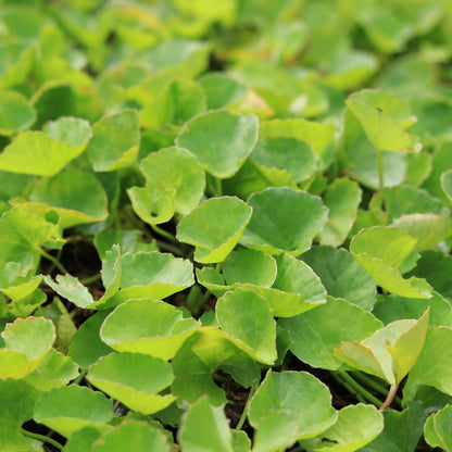 Gotu Kola Tincture
