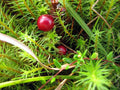 Cranberry Sugar