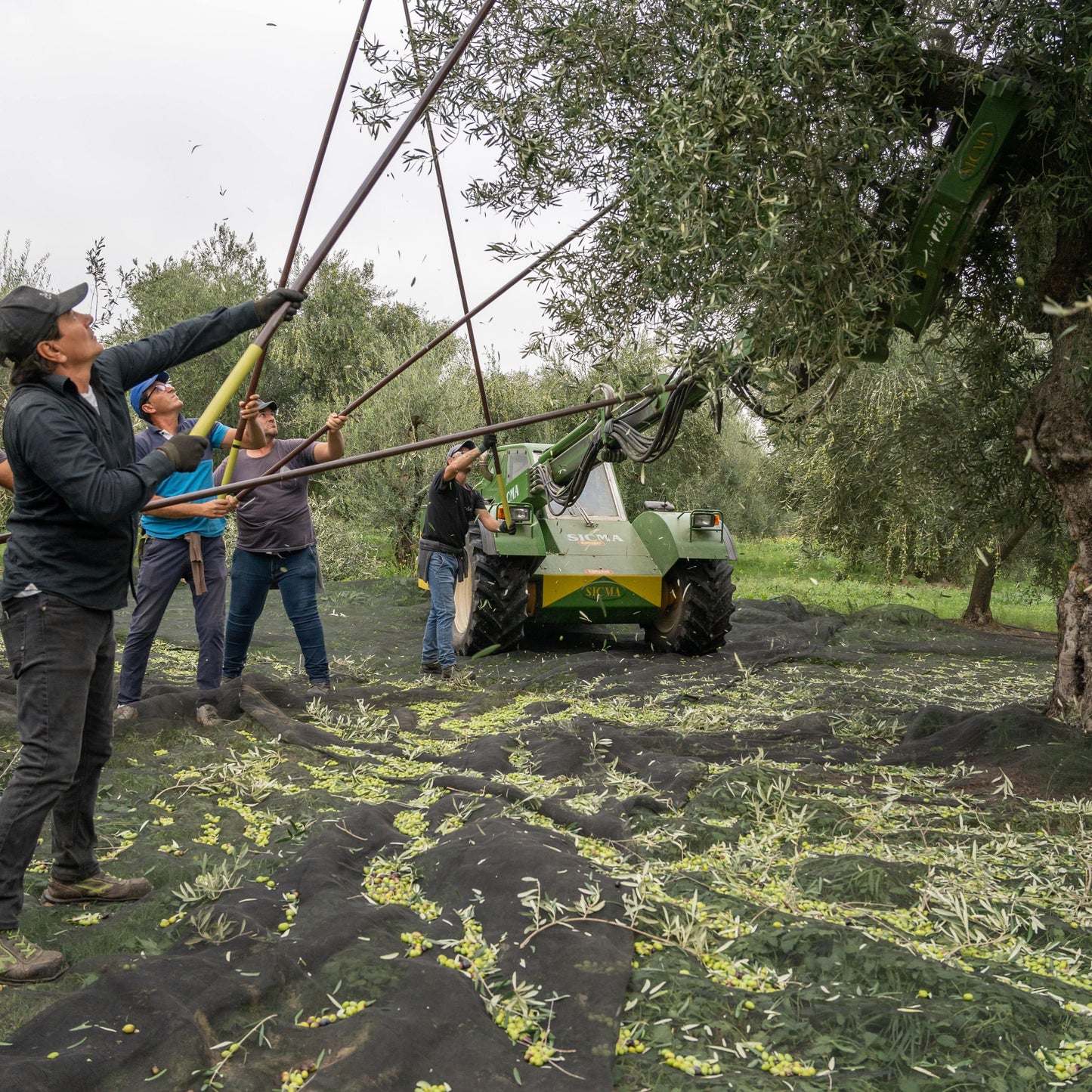 Coratina Extra Virgin Olive Oil - NEW HARVEST 2025