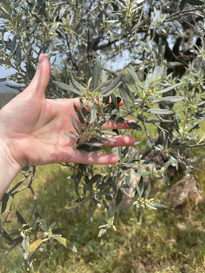 Greek Single-Estate Manaki Extra Virgin Olive Oil | PDO Certified | Kores Estate, Greece